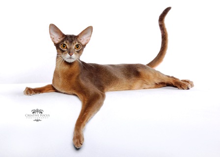 Friemoth Family Cats